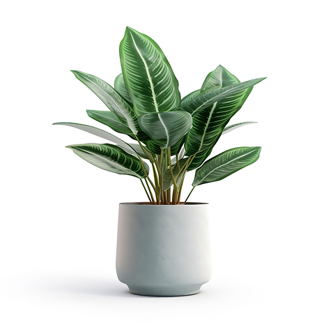 Strona główna house plant